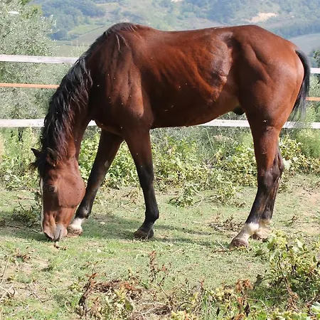 Montupoli Lantställe