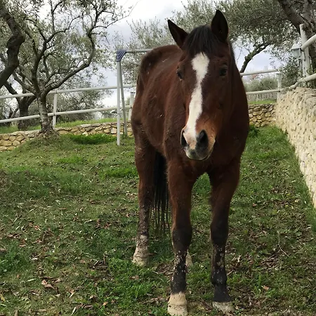 Montupoli Miglianico