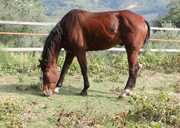 Montupoli Casa di campagna