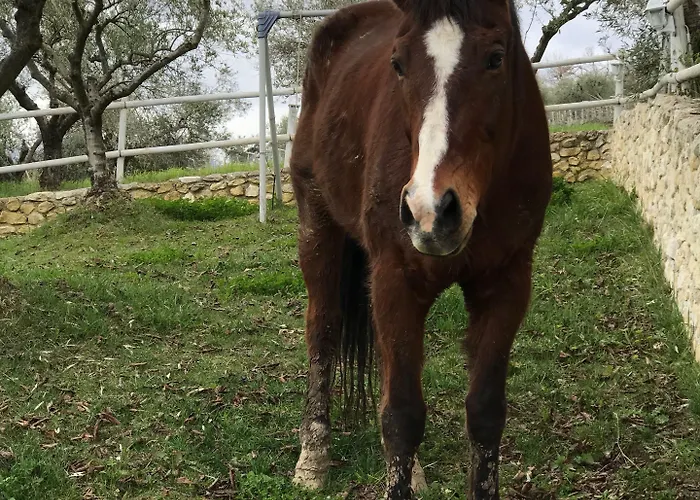 Montupoli Miglianico